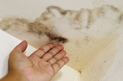 Deal with Drywall Mold Growth Fast